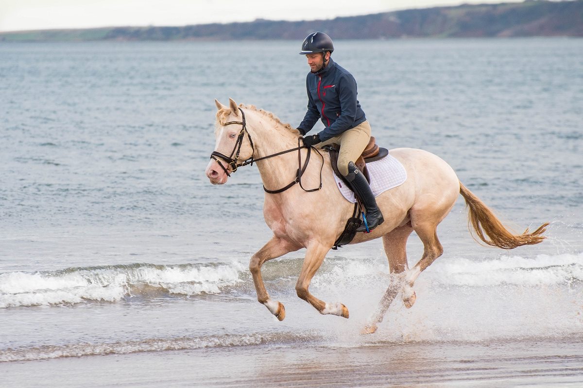 Perlino Stallion At Stud